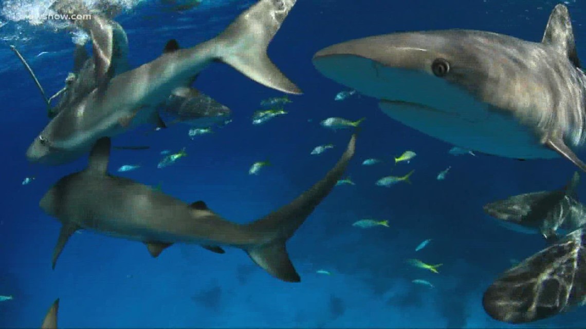 Virginia Aquarium hosts Shark Week events [Video]