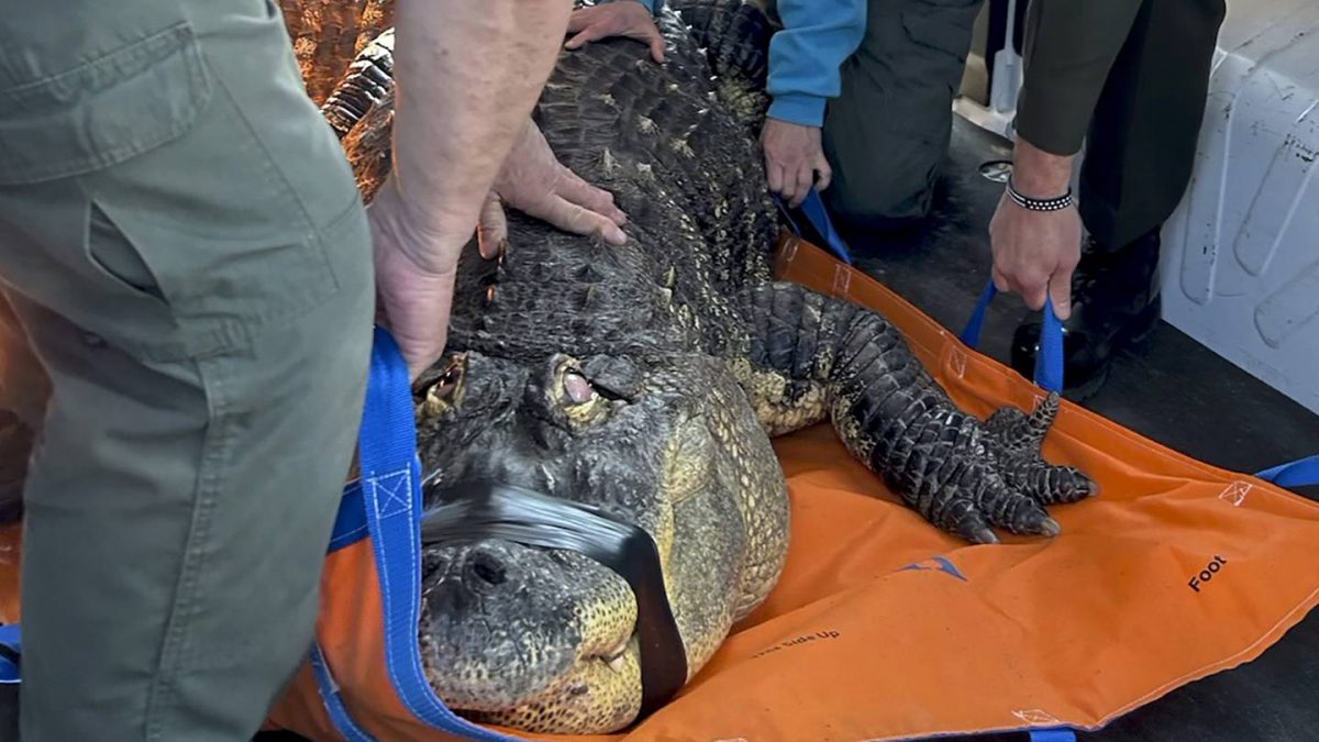 Albert the alligator’s owner sues New York state agency in effort to be reunited with seized pet  Boston 25 News [Video]