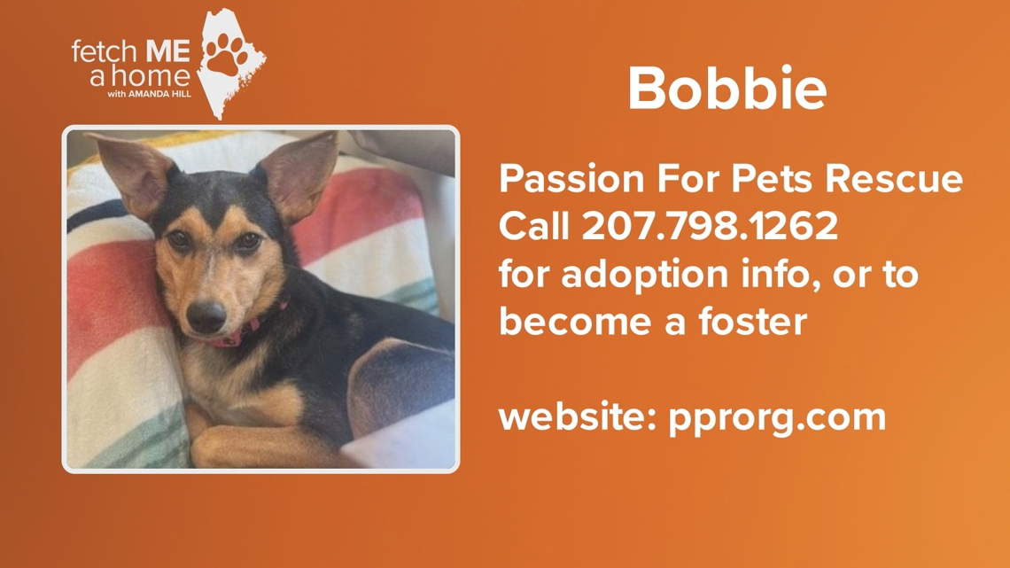 Fetche ME a Home: Meet Bobbie, an adorable rat terrier pup [Video]