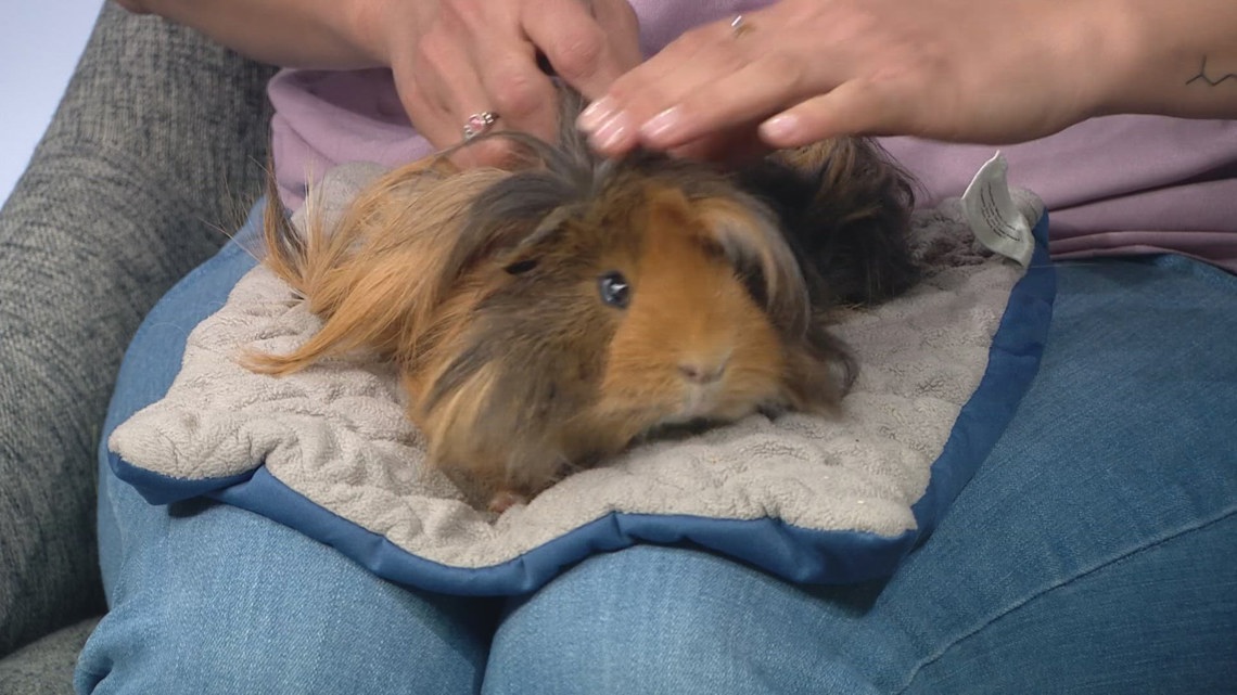 Guinea pigs living rescued from ‘deplorable’ conditions need forever homes [Video]