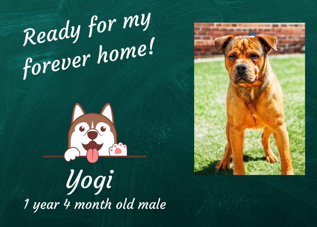 Peppers Pets: Yogi – ARE Animal Rescue [Video]