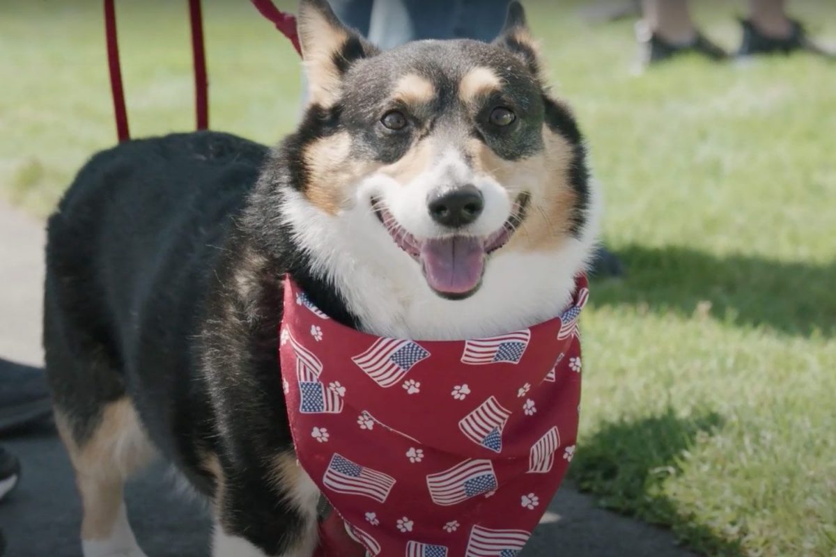 Dozens of Corgis Gather for Races to Spread Smiles and Fight Alzheimers [Video]