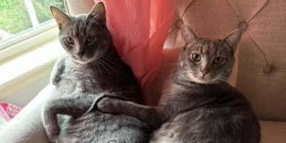 Family raises money for animal rescue in honor of cats lost in house fire [Video]
