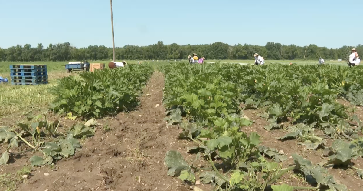 Inside Forgotten Harvest Farms, where 1M pounds of food a year is harvested [Video]