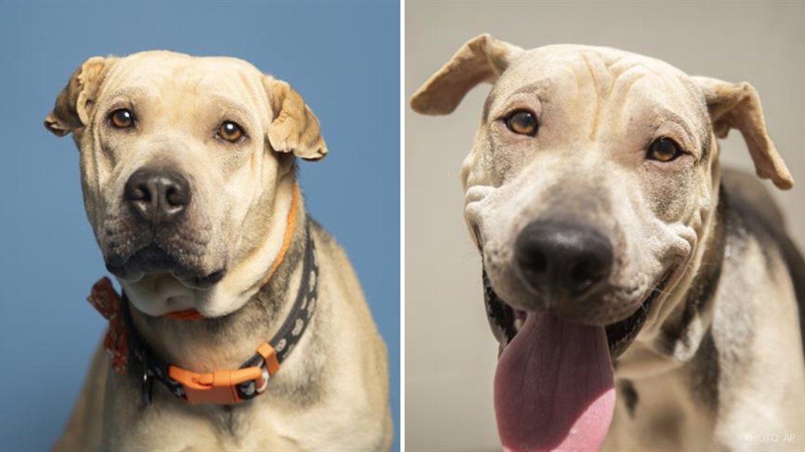 AZ Humane Society waives adoption fees for large breed dogs [Video]