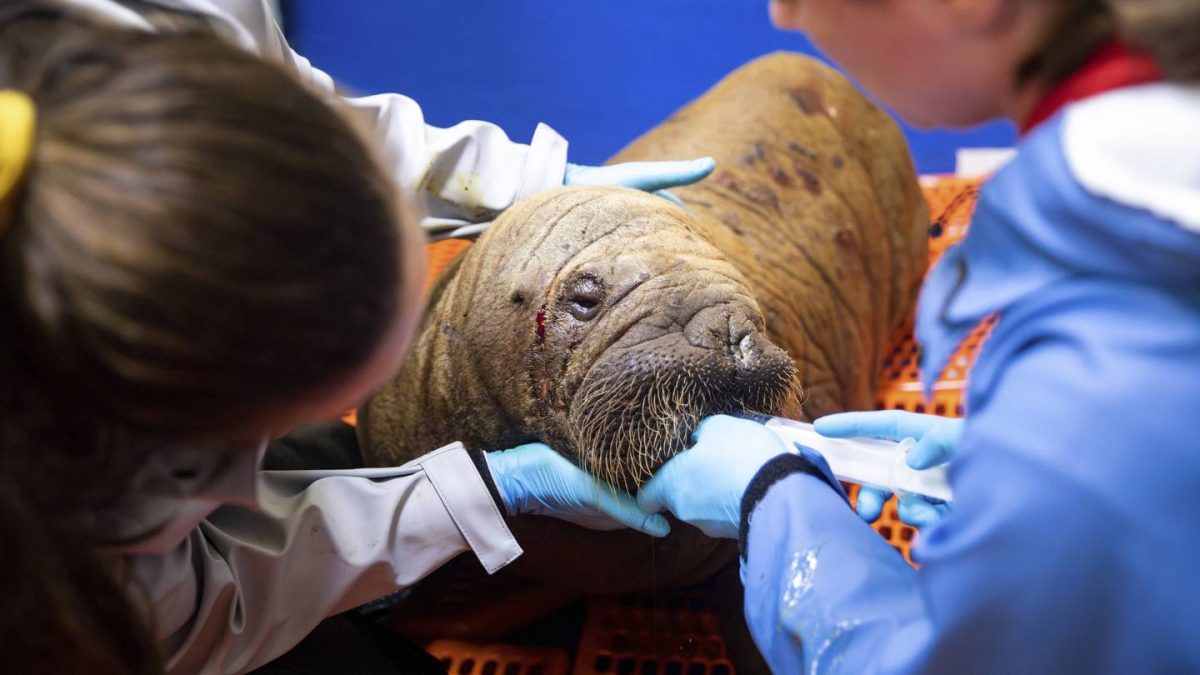 Rescued walrus calf ‘sassy’ and alert after seemingly being left by her herd in Alaska  Boston 25 News [Video]