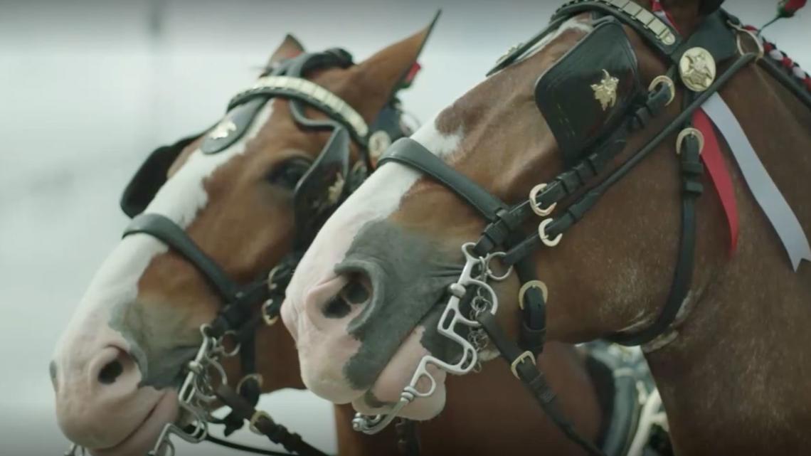 Iconic Budweiser Clydesdales set to visit Iowa State Fair [Video]